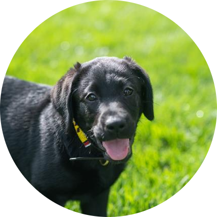 Gus