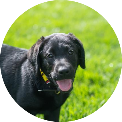 Gus
