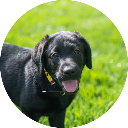 Gus