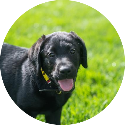 Gus