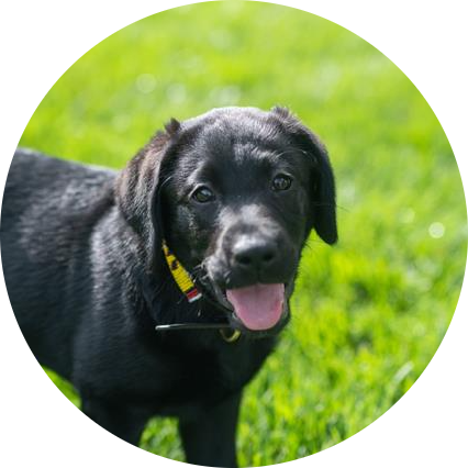 Gus