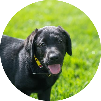 Gus
