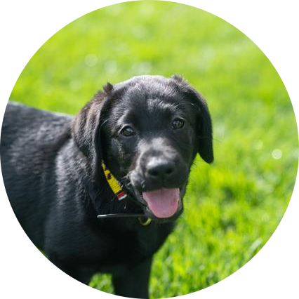 Gus