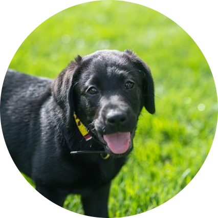 Gus