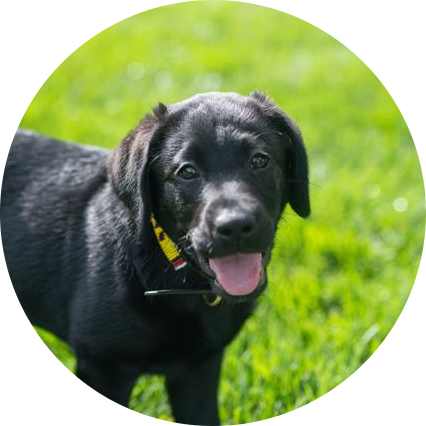 Gus