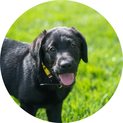 Gus
