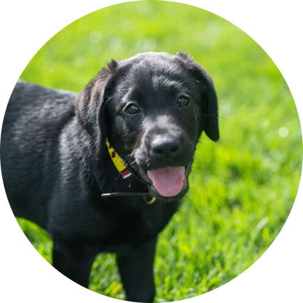 Gus