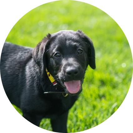 Gus
