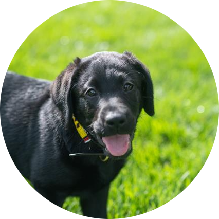 Gus