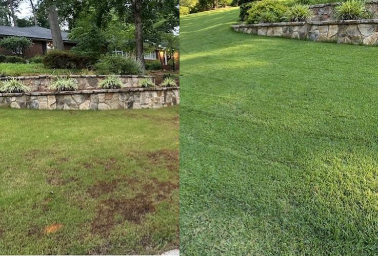 Before and after of Zoysia grass recovery with Lawn Pride of North Raleigh