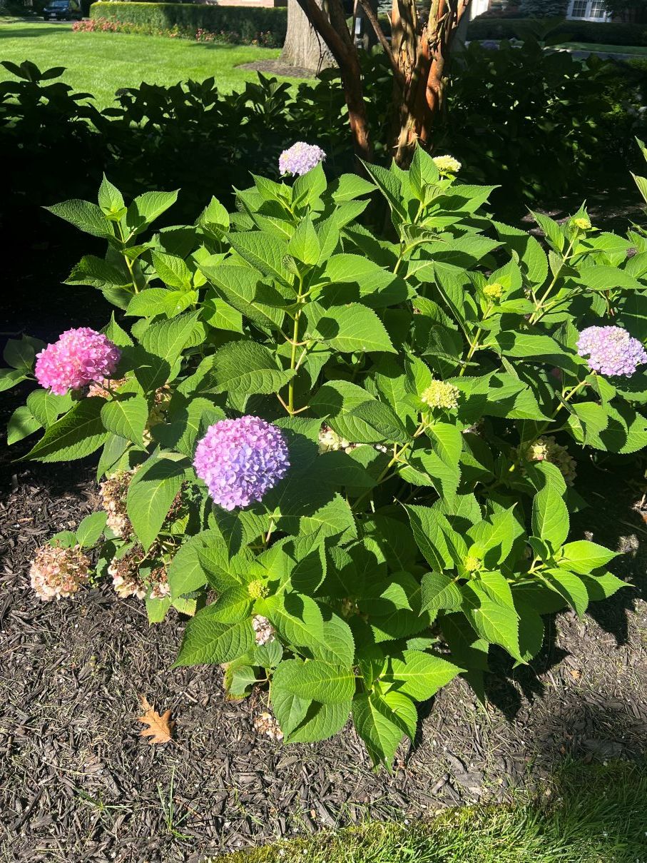 Hydrangea shrub with multiple pink and purple blooms, surrounded by green foliage in a mulched garden bed on a sunny day.