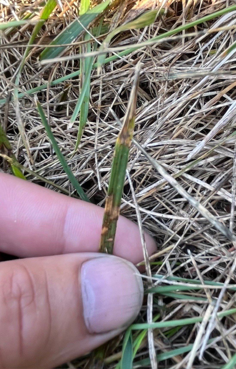 Brown spot fungus in fescue lawn