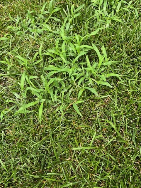 Crabgrass can quickly invade a lawn, choking out desirable turfgrass and creating an unsightly appearance.