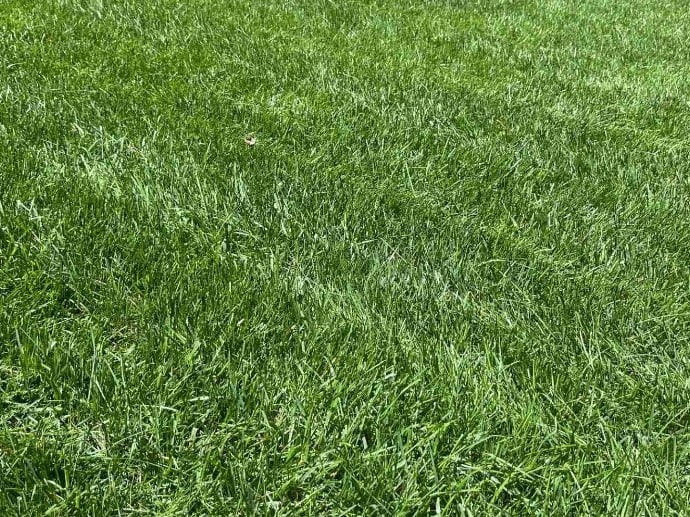 Fescue thriving in July