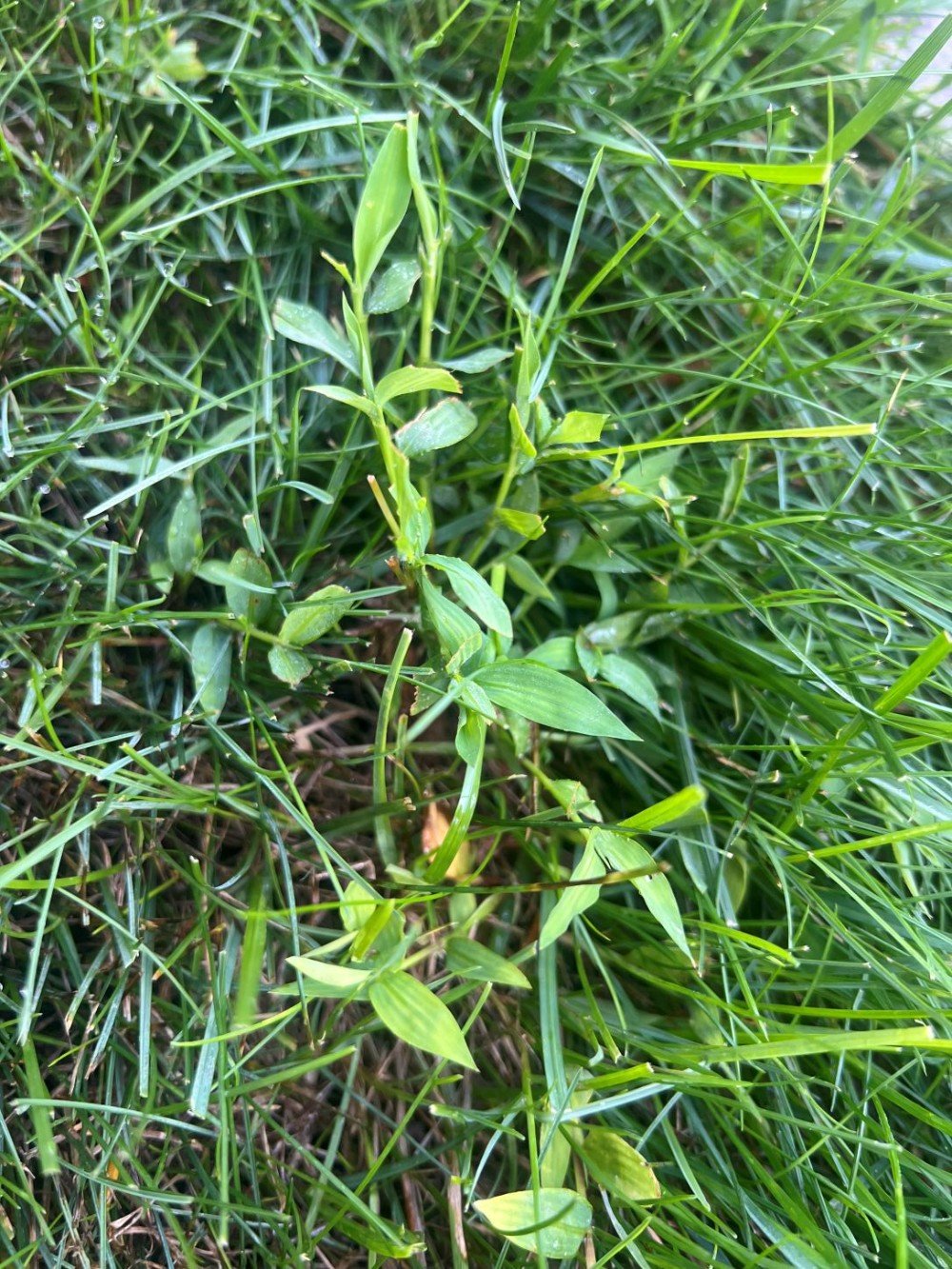 Close-up of Japanese stiltgrass growing among turfgrass, showing its narrow, pale-green leaves with a distinctive silvery midrib.