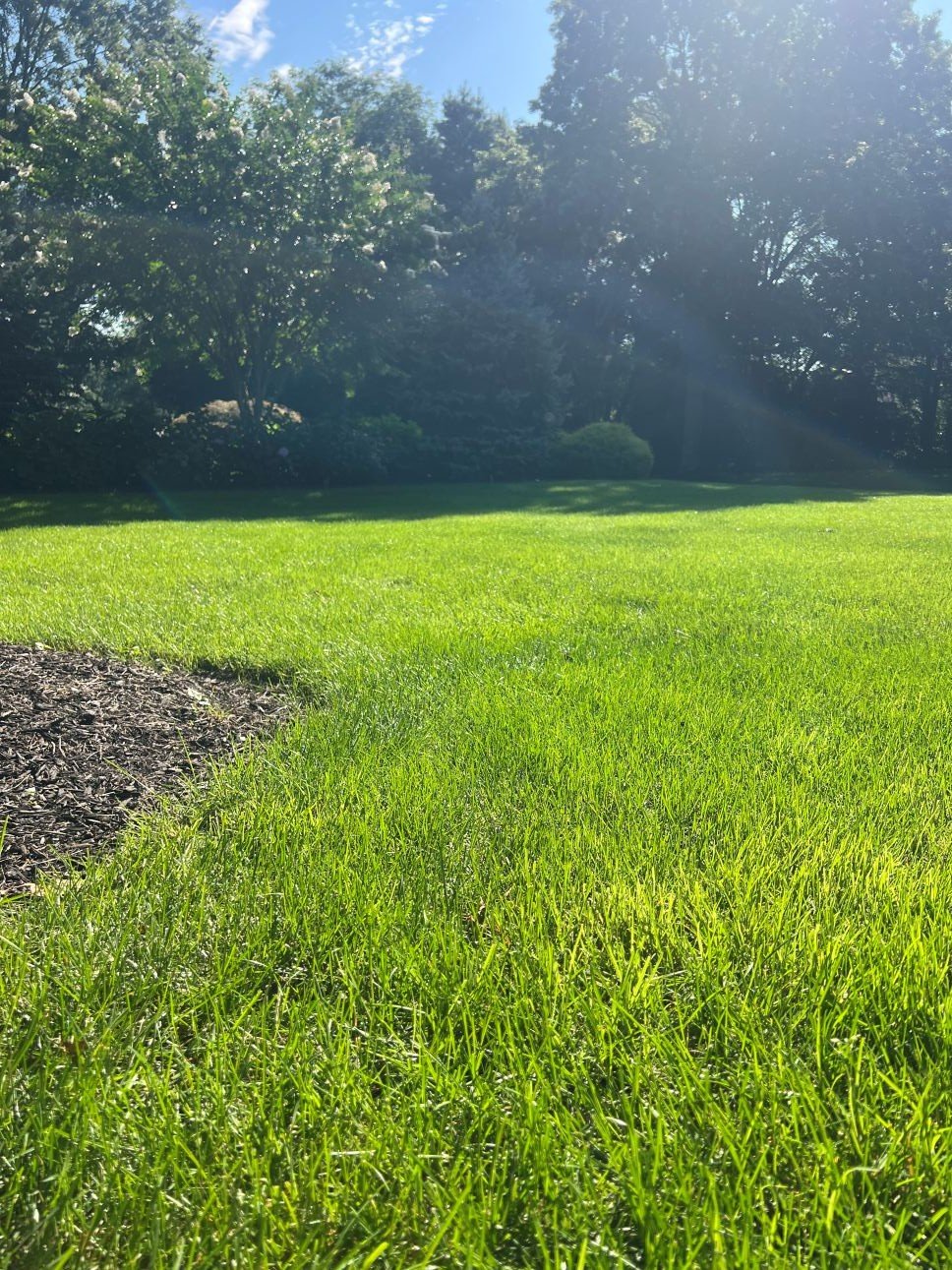 Close-up, low-angle view of a bright green, well-maintained lawn with sunlight streaming through surrounding trees and landscaped beds.