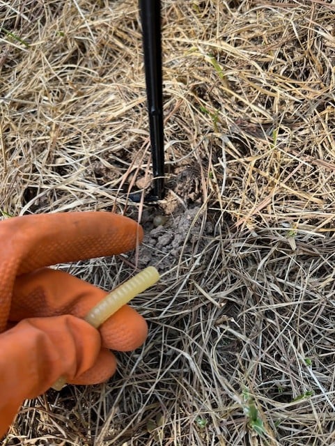 Moles create active tunnels that undermine a root system