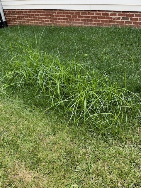 Nutsedge in fescue grass