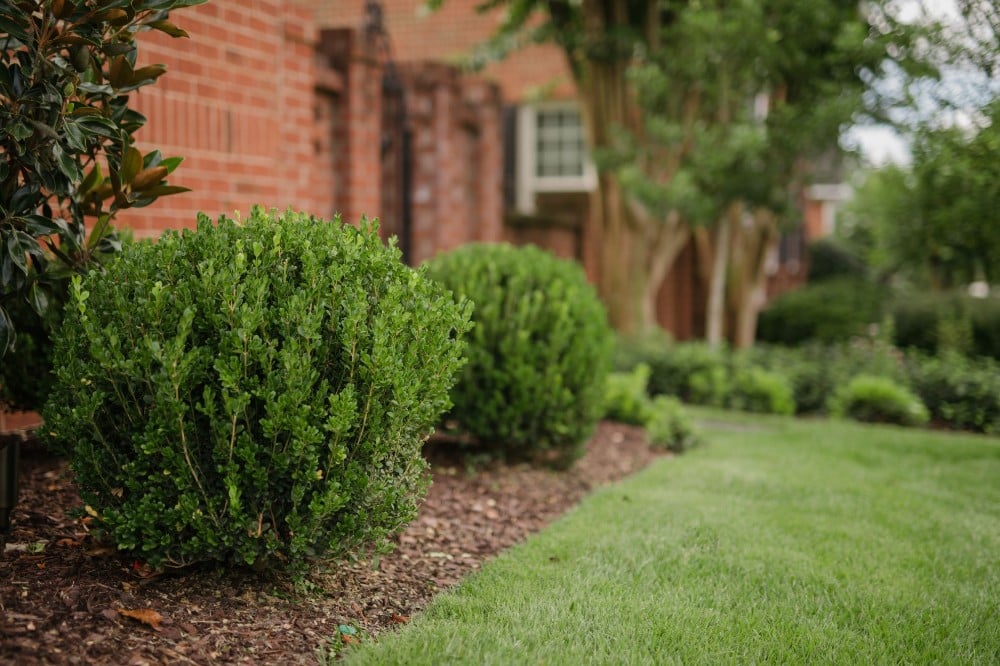 Close-up of neatly trimmed green boxwood shrubs along a brick home with fresh mulch and a well-maintained lawn in the foreground.