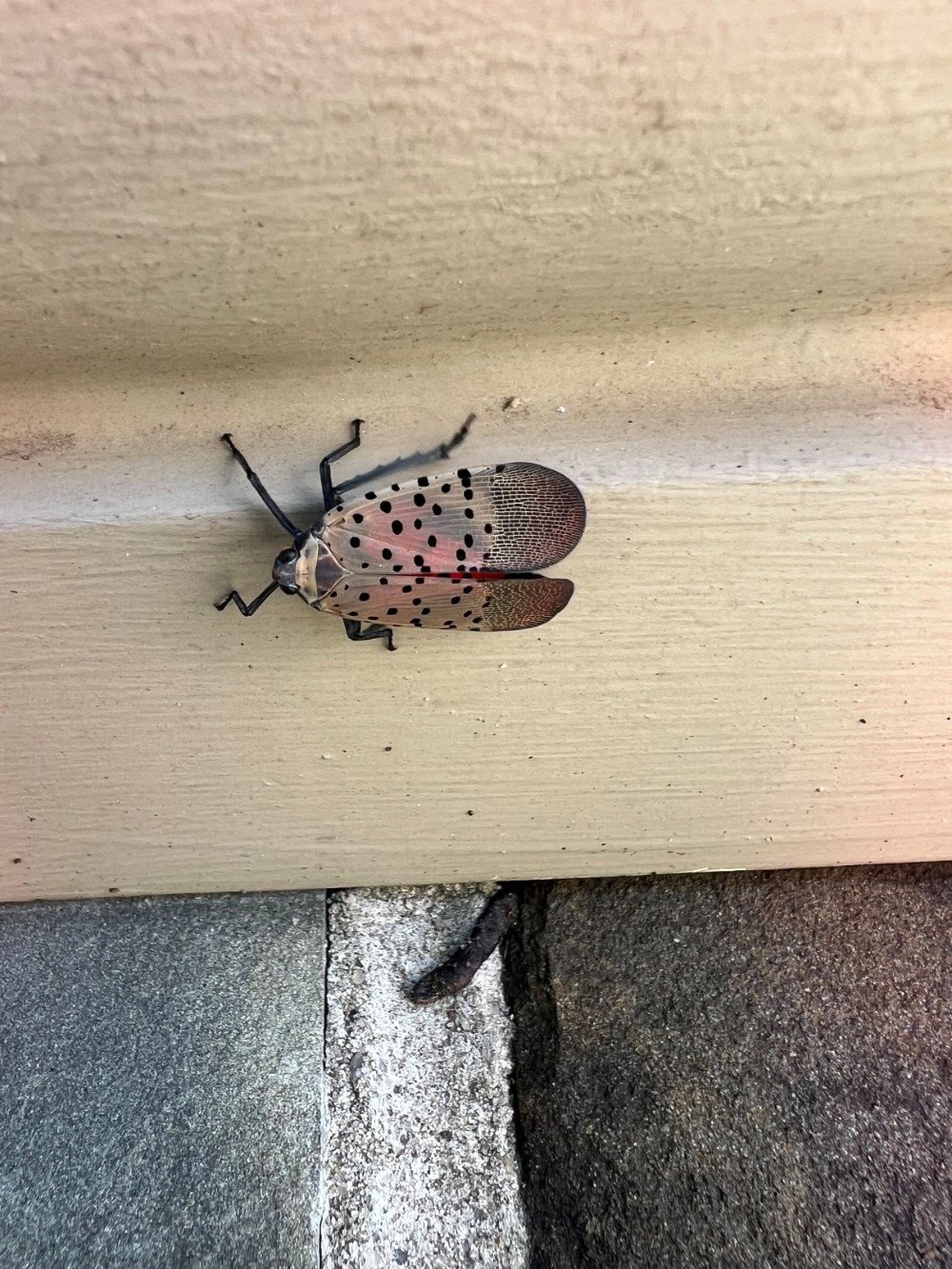 Close-up of a spotted lanternfly on tan siding, showing black-spotted wings with hints of red and brown.