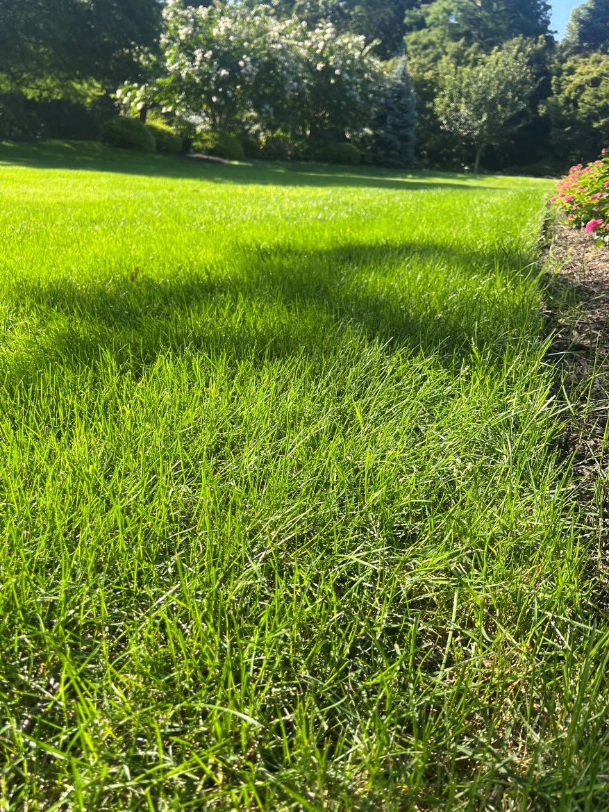 Close-up, low-angle view of thick, green, well-maintained lawn bordered by flower beds and trees in a landscaped yard.