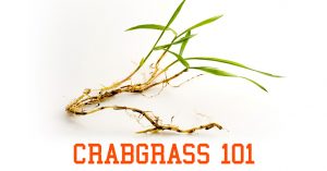 How to Identify and Treat Crabgrass