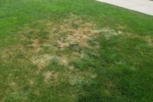 White Grub Damage to Lawns
