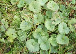 Lawn Pride Weed of the Week: Ground Ivy - Lawn Pride