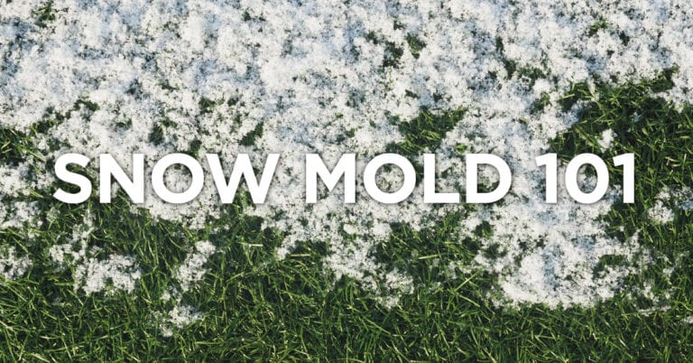 Beware Snow Mold Is Coming Lawn Pride