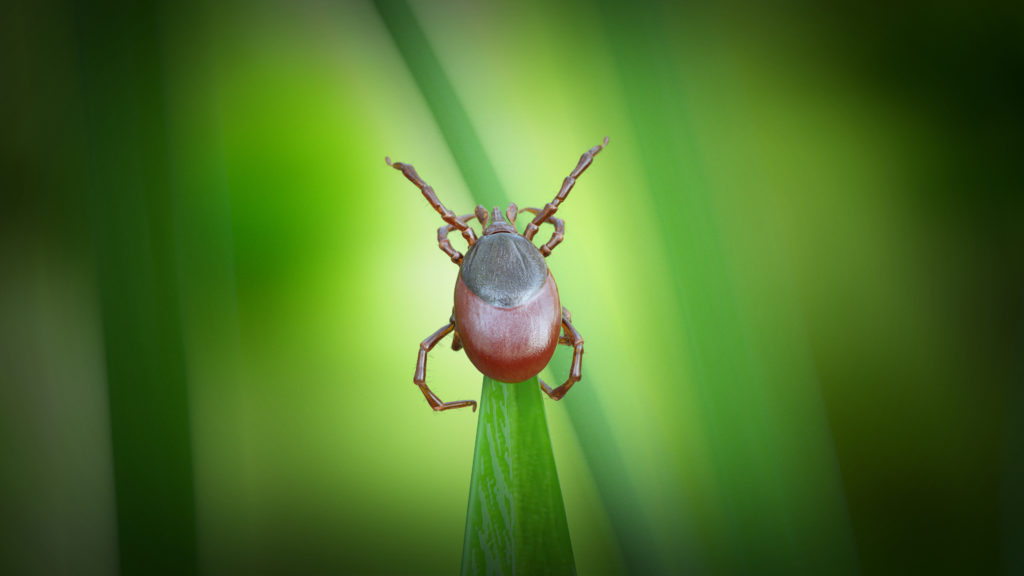 tick
