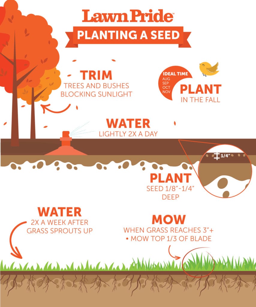 When to 2025 mow seeded lawn