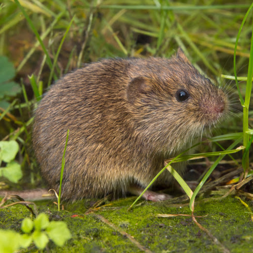 Controlling Voles in Lawns Q & A