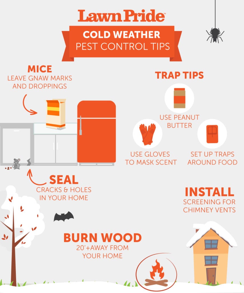 How to Keep Mice Away From Your Home This Winter - Ultra Safe Pest  Management