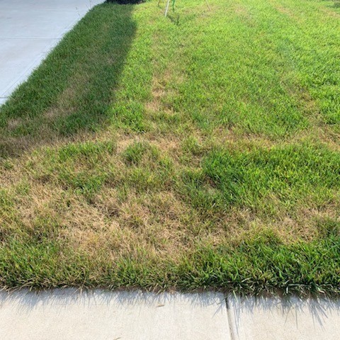 Common Lawn Fungus and Diseases in Central Indiana | Lawn Pride
