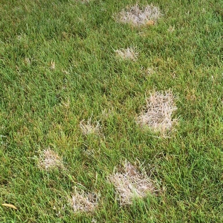 Common Lawn Fungus and Diseases in Central Indiana | Lawn Pride