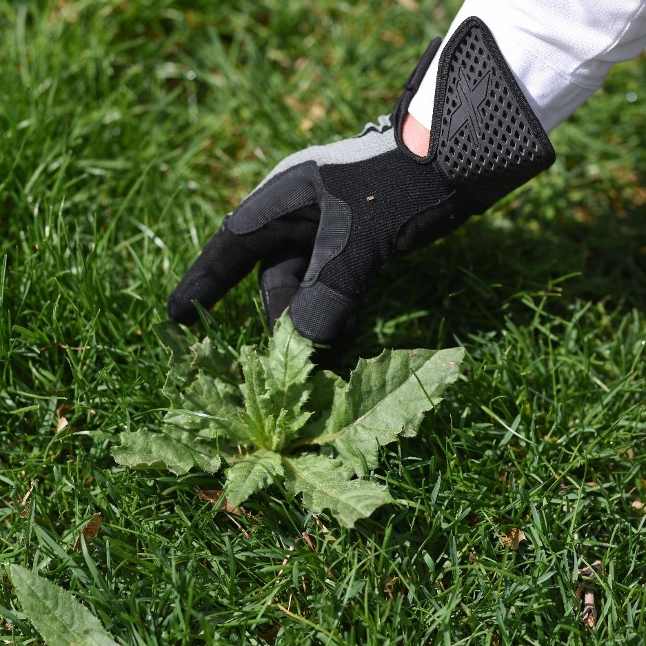 Commonly Found Weeds in Central Indiana | Lawn Pride