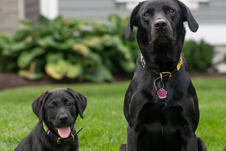 two black labs sitting on green lawn