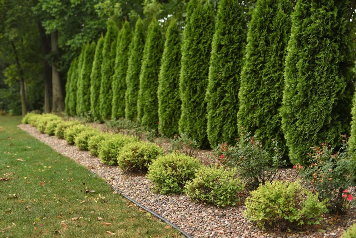 Residential Tree and Shrub Care Program | Lawn Pride