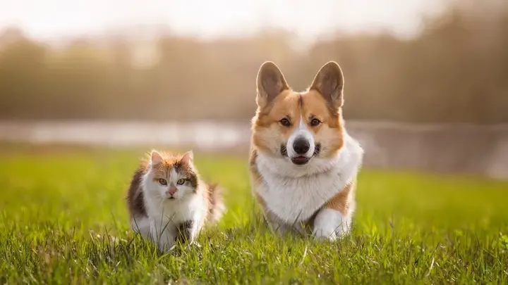 Corgi and cat running in lawn