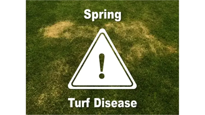 Spring Turf Disease