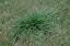 Indianapolis Fescue control Indianapolis weed control, tall fescue