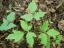 Poison_Ivy_Leaves lawn pride indianapolis lawn care