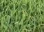 Zoysiagrass Lawn Pride Indianapolis lawn care