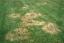 brown patch2 lawn pride indianapolis lawn care
