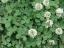 clover_white_2 lawn pride Indianapolis lawn care and weed control