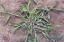 crabgrass lawn pride indianapolis lawn care