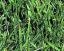creeping_bentgrass