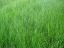 Lawn Pride Indianapolis lawn care and weed control