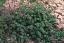 henbit_lawn_pride