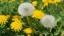 main_dandelion_th Indianapolis weed control Lawn Pride